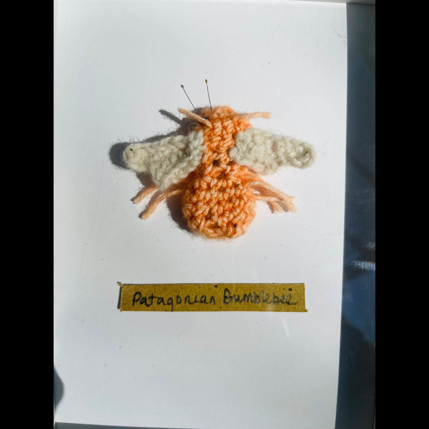 Handcrafted Insects - Framed